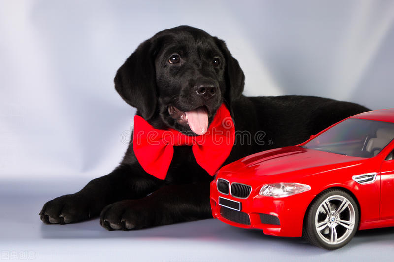 拉布拉多犬舍日常饲养方法,拉布拉多幼犬多大可以养