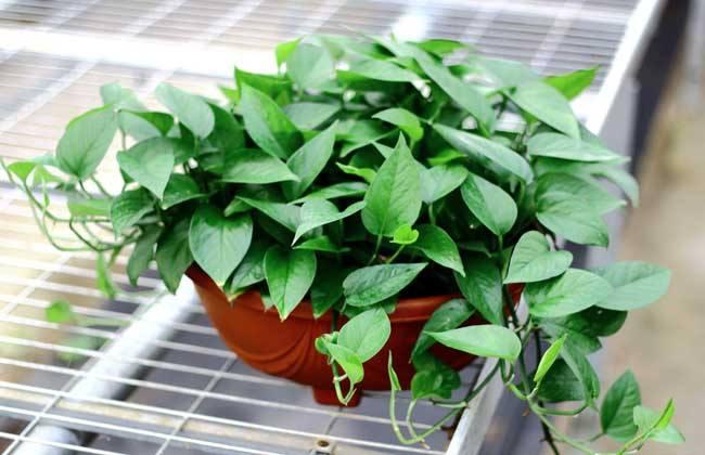 绿萝怎么养着养着就烂根死了呢,绿萝的养殖方法和注意事项根烂了