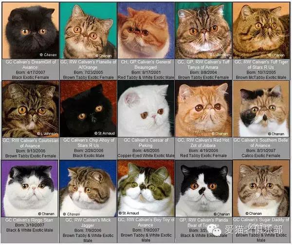 怎么区分加菲猫的品种,纯种加菲猫应该是什么颜色