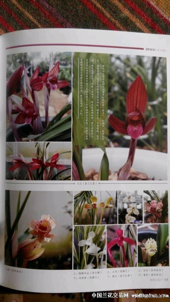 贵州有什么兰花品种啊,贵州兰花品种惠风荷