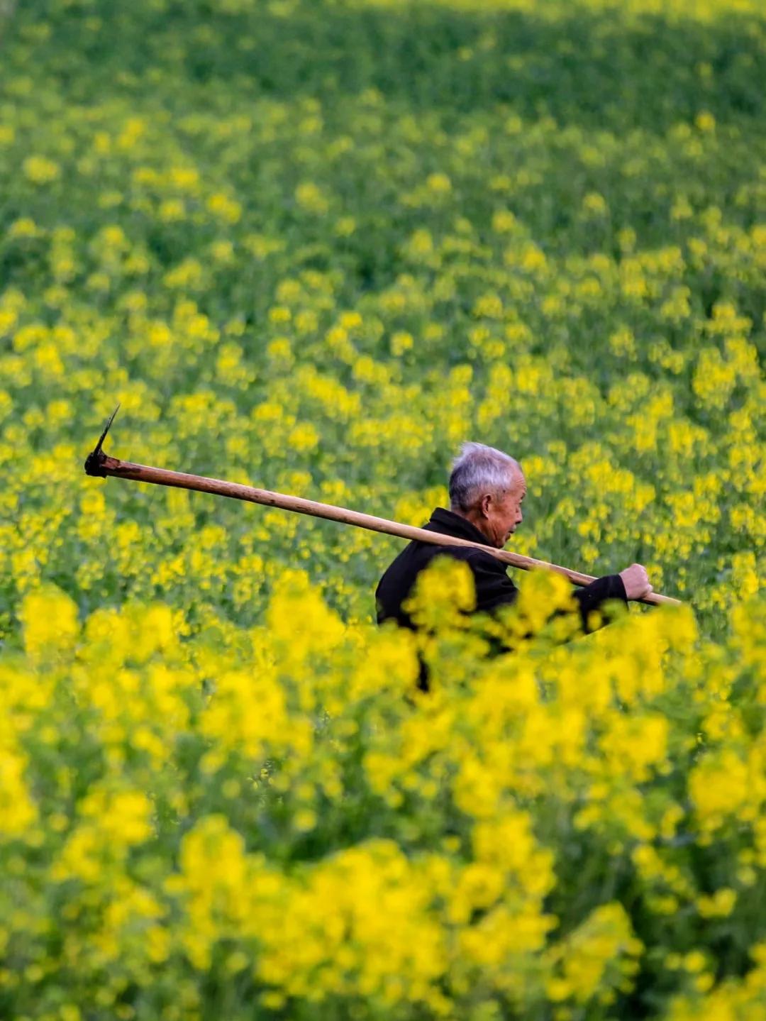 油菜花风景点,罗平县小油菜花
