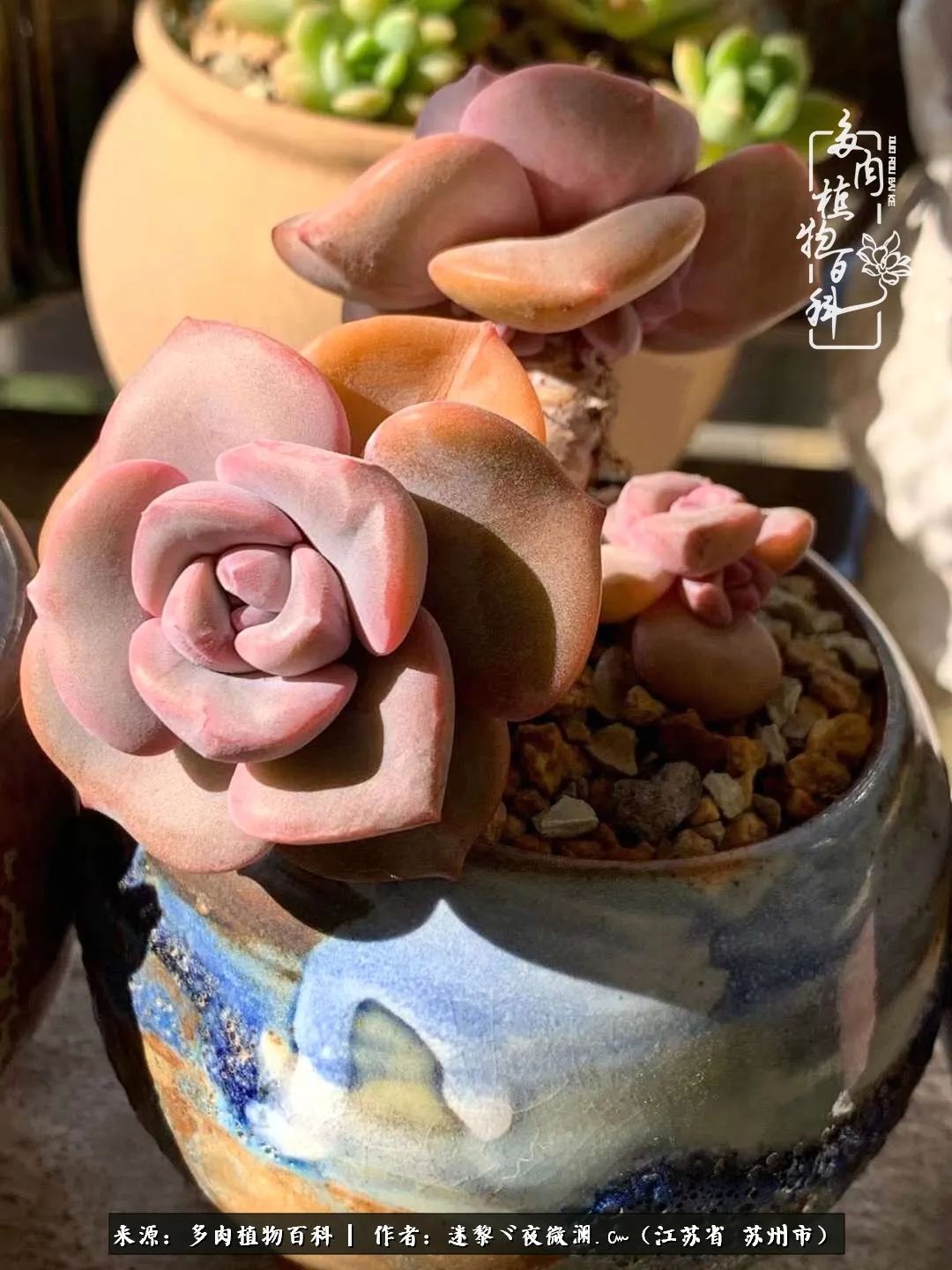 围观多肉版武林大会，一起穿越吧,下