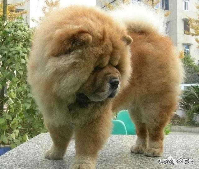 松狮犬优点和缺点,松狮犬的5大缺点劝你最好别养