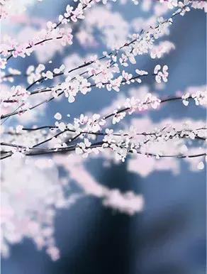 抚州樱花景区,抚州看樱花的地方