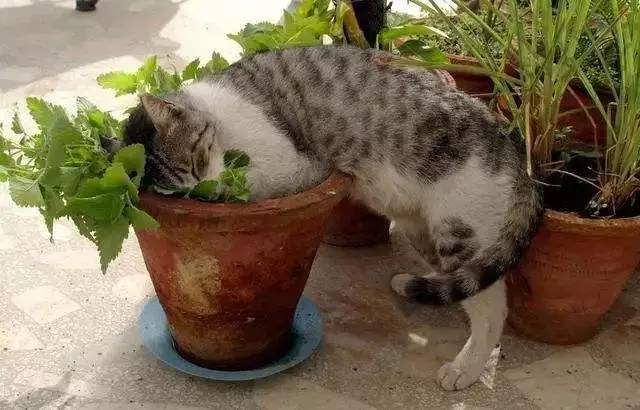 大盆栽绿植对猫无毒有害吗,吊兰绿萝对猫有毒么