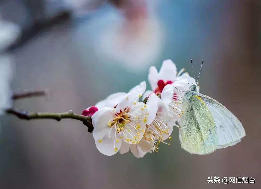 胶东地区春天的小鸟,胶东春天的雪