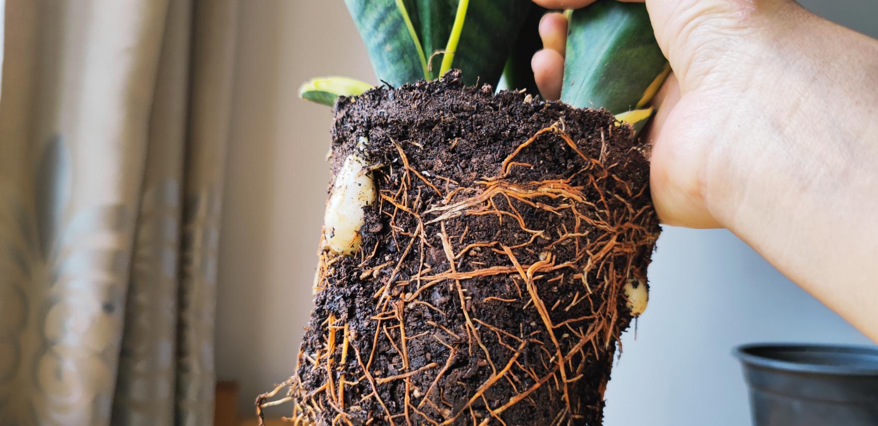 虎皮兰怎么养才长爆盆,虎皮兰怎么养得又宽又厚