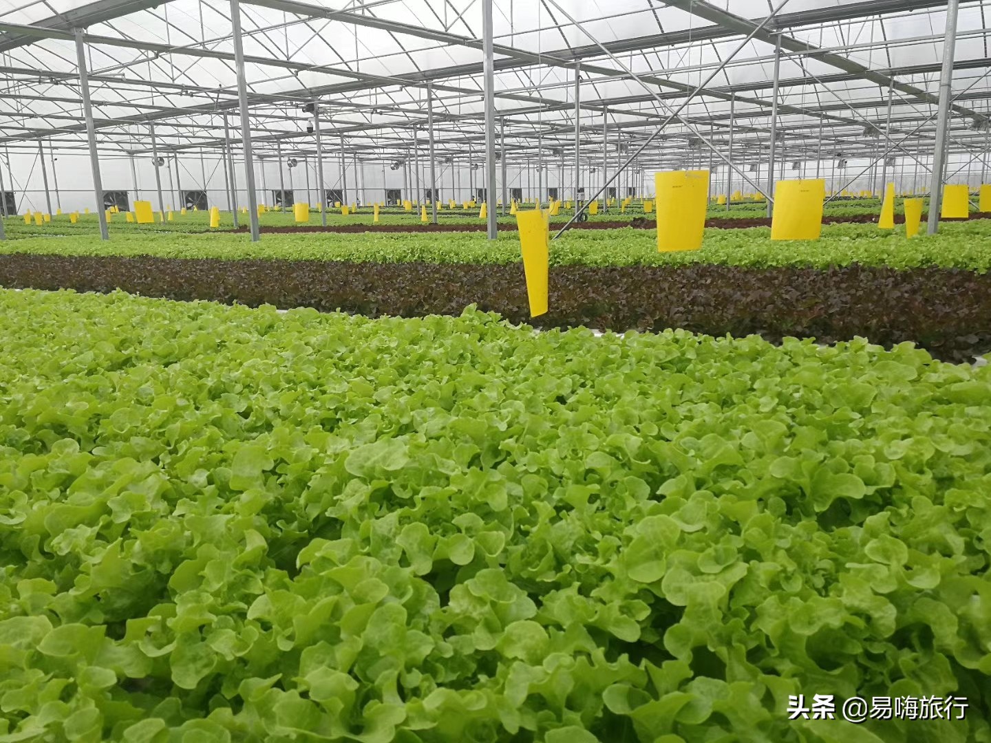 易嗨旅行带您天津宁河-芦台板桥休闲踏春游