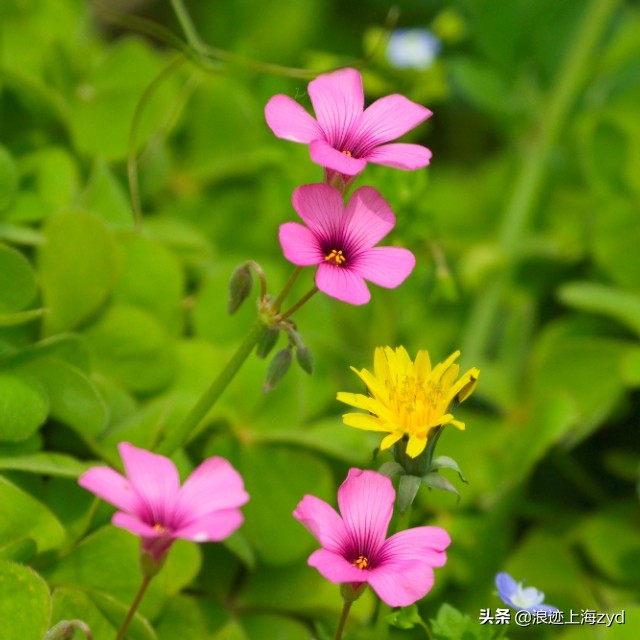 满地都是草的功效与作用,大面积红花酢浆草