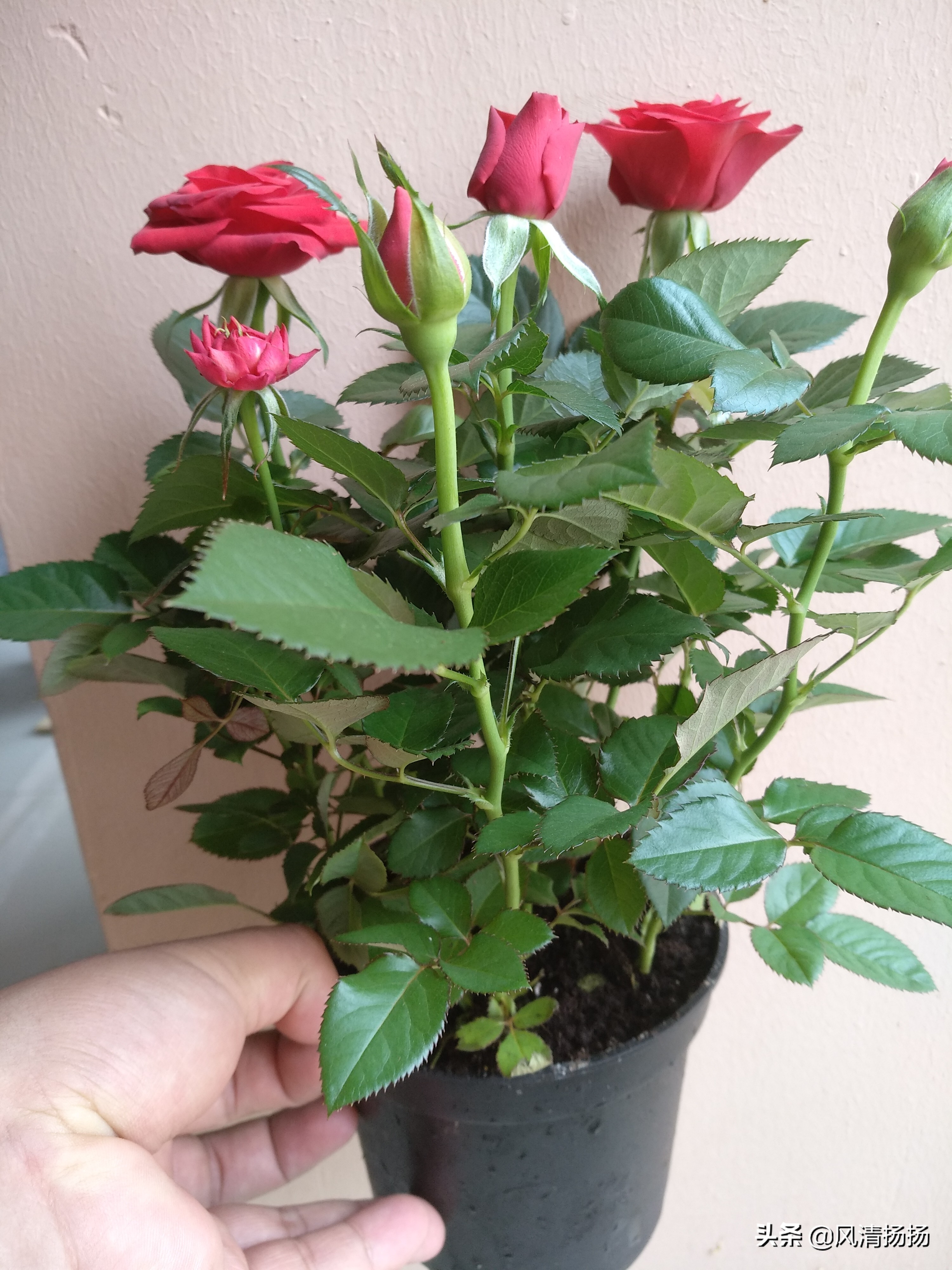 迷你小玫瑰怎样养活,迷你小玫瑰花怎么养才不会枯萎