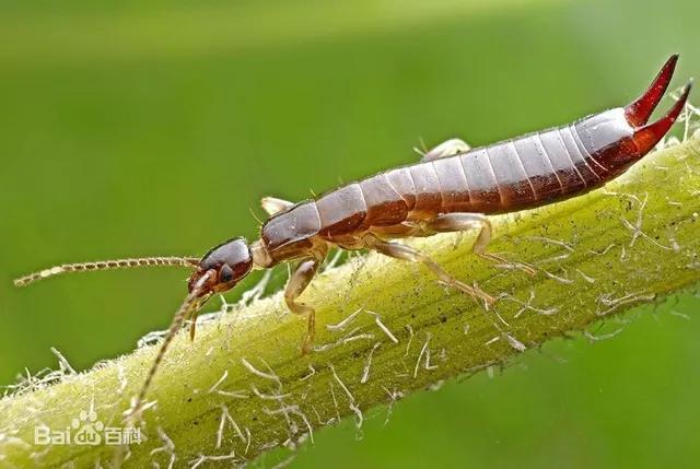 菜园里有白色的小飞虫,菜园里的神奇昆虫在哪里