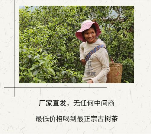 普凤凰普洱茶叶，优质原产地选茶严格只为让顾客放心