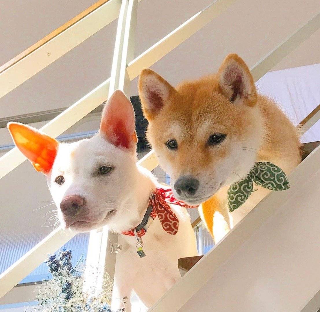 3000和8000差得多吗,黑色柴犬8000多一只