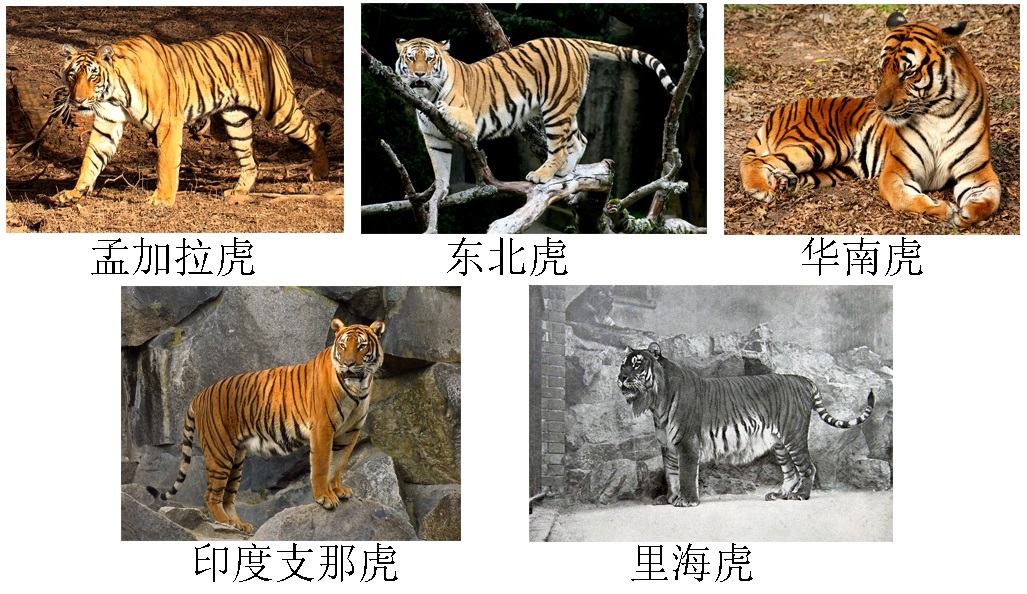 百兽之王老虎科普完整,百兽之王的自述