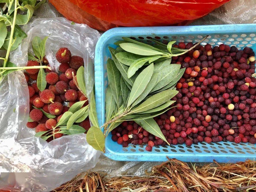 云南带毒的美食,云南带菌的美食