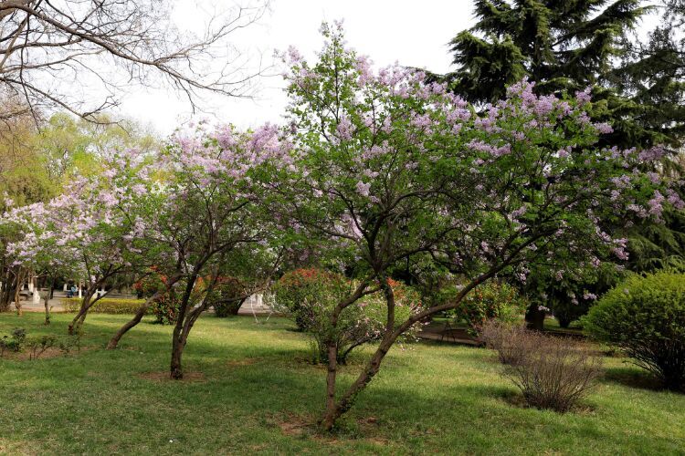 百年山东看青岛千年齐鲁逛青州,山东大学趵突泉景区
