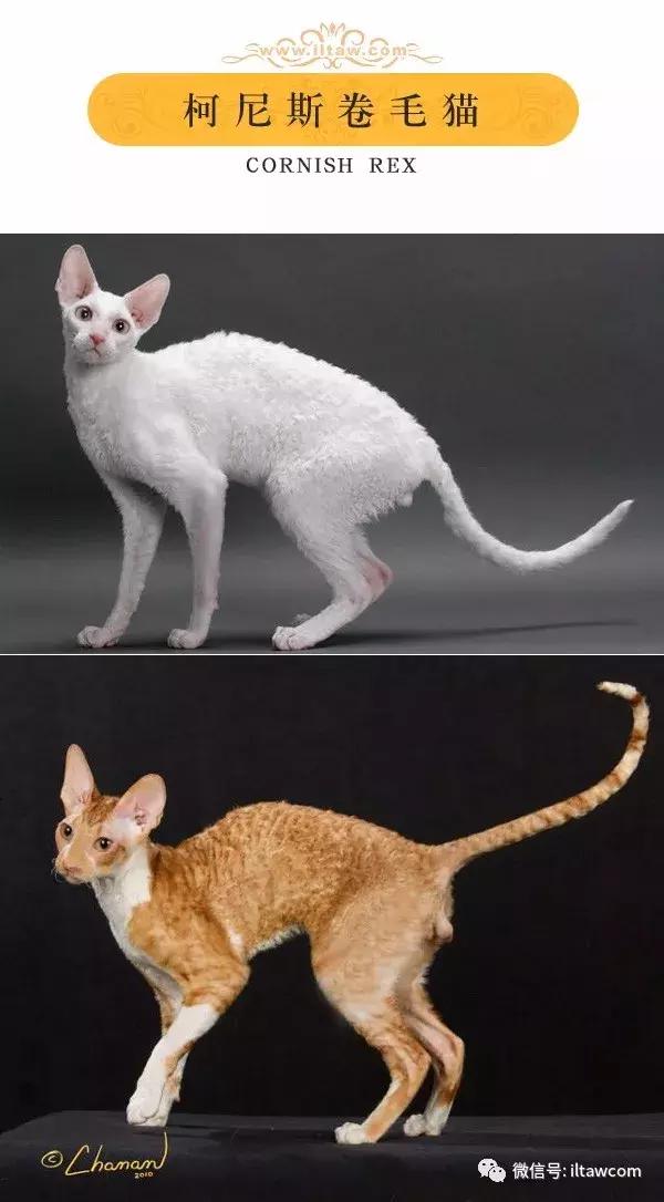 搜猫咪各种图片,世界猫咪图录