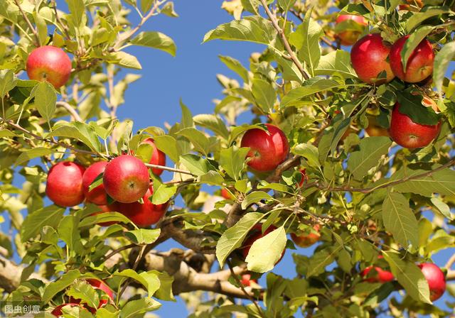 苹果病虫害防治方法,苹果的病虫害防治的参考文献
