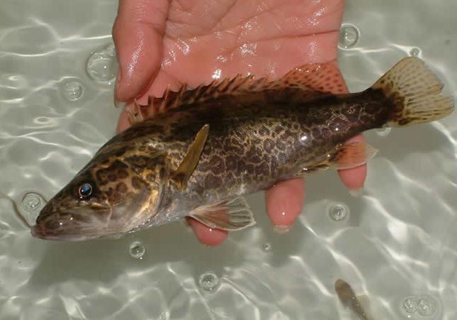 这七种食物你一定要吃,十种必吃的超级食物