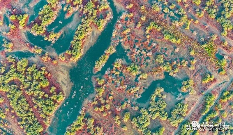 「摄影」昌北有片柽柳林——徐振宁、李发宁作品