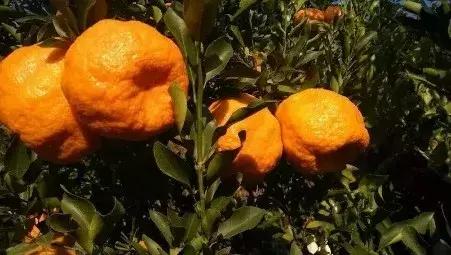 贡桔蜜橘沙糖桔,贡柑沙糖桔