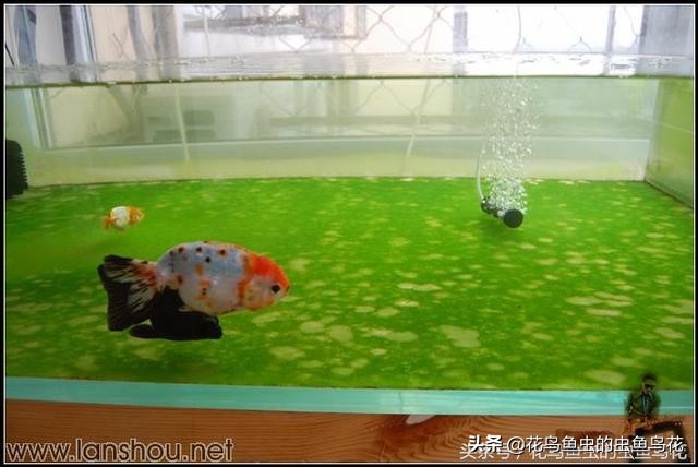 鱼缸中各种藻类,鱼缸中的各种藻类