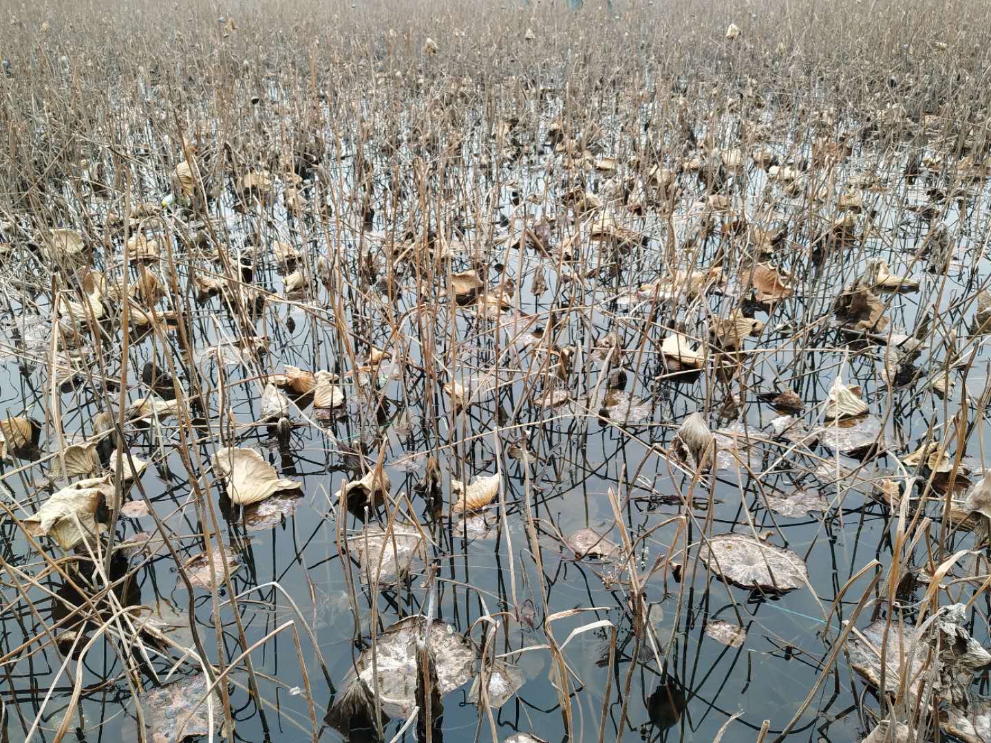 青荷盖绿水微山湖十万亩荷花盛放,微山湖红荷湿地公园的荷花何时开