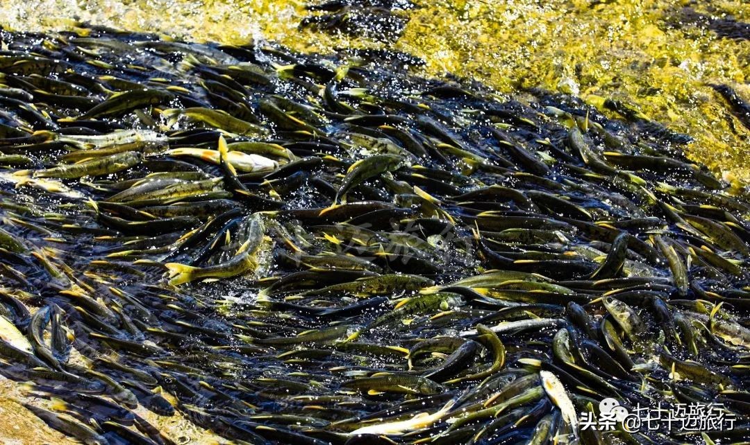 青海湖旅游景点线路推荐图手绘,青海湖景点游玩攻略图