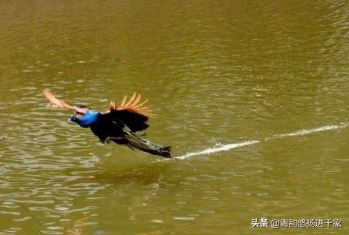 封建礼教下的悲剧—粤曲《孔雀分飞未了情》原唱音频与简谱