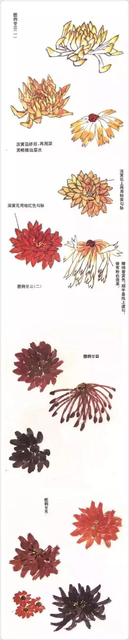 正统国画技法入门菊花绘画教学,菊花国画入门教学视频