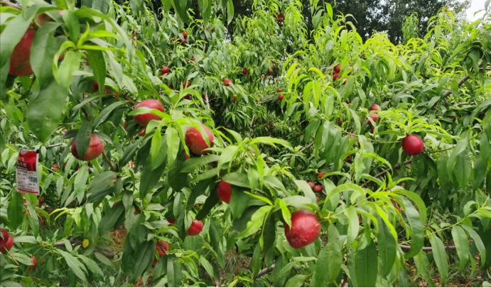 静海端午,静海夏季水果