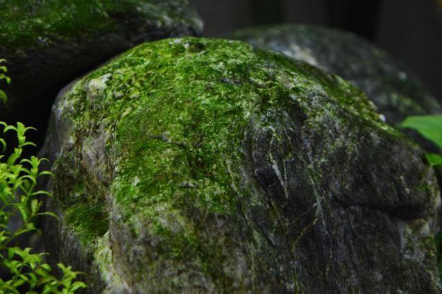 鱼缸经验,鱼缸换水实践经验分享