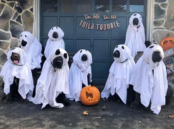 国外狗妈妈，养了9只暖心纽芬兰犬，这样的生活太“疯狂”