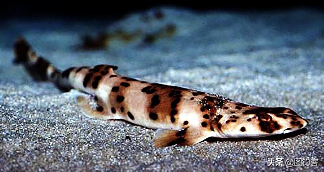 猫齿鲨可以做观赏鱼吗,猫齿鲨鲨鱼