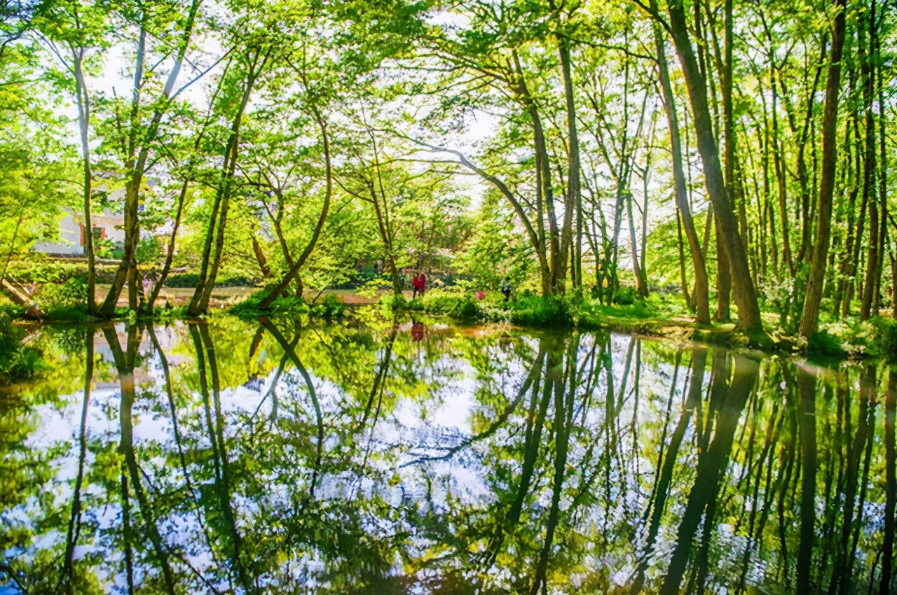 黄山西溪湿地,去西溪湿地