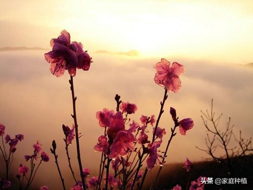 有种植物叫杜鹃,植物杜鹃