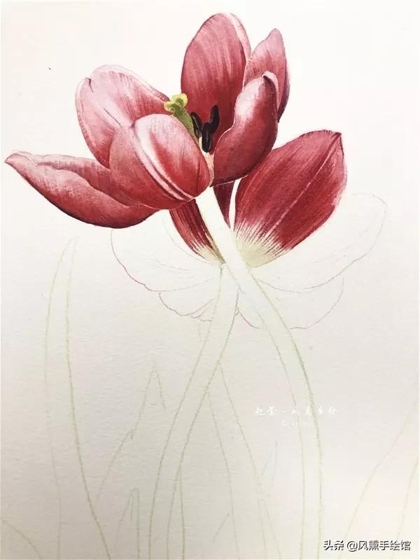 怎么用水彩笔画郁金香教程,粉色水彩郁金香怎么画图片