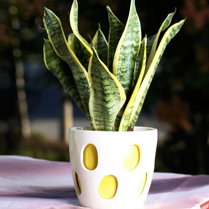 适合卫生间除味的植物有哪些,卫生间净化空气哪种植物最好