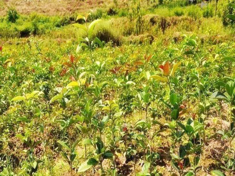 僵苗怎么补救最有效,对付僵王最快的方法