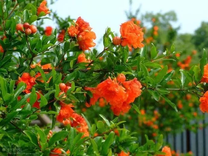 盆景石榴只开花不结果怎么回事,石榴盆景不发芽怎么办