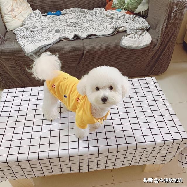 狗狗吃太咸会咳嗽吗,狗狗吃太咸了怎么解决