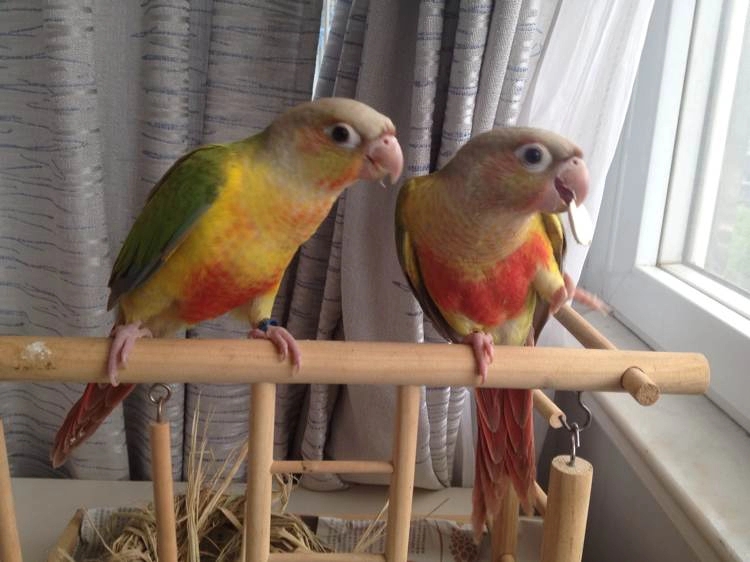 小太阳鹦鹉的价格跌入谷底,依旧无人问津,4个原因让人放弃饲养