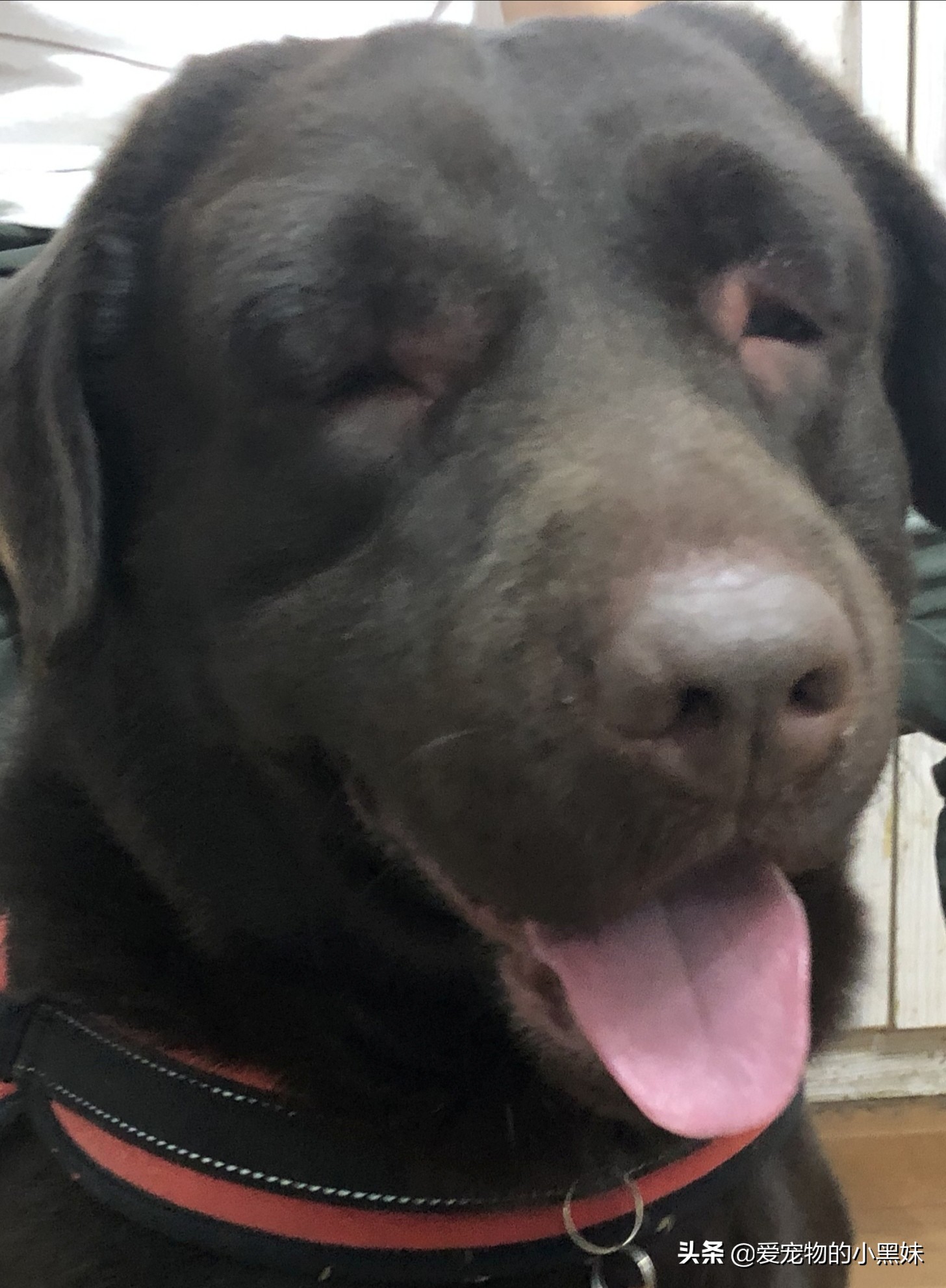 犬*麻疹荨**和血管性水肿是啥？狗狗为什么脸肿？这其实是过敏反应