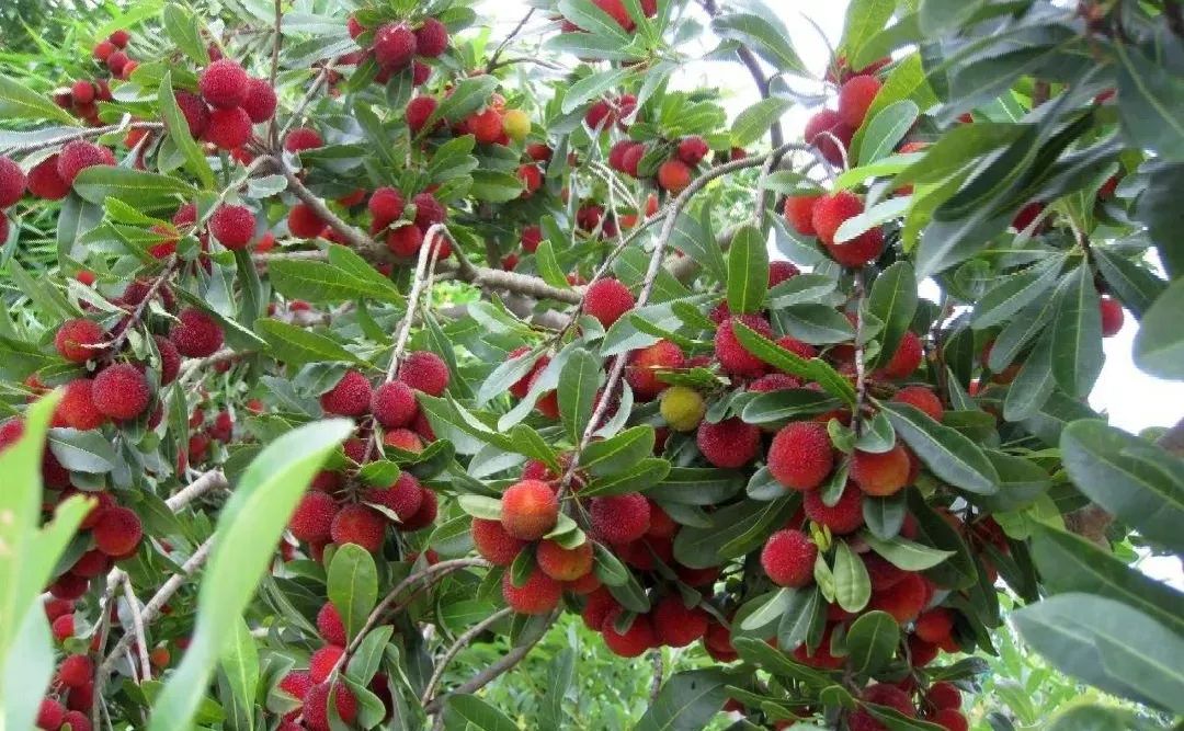 苏州西山十大知名农家乐有哪些,带你走一走苏州的太湖边农家乐