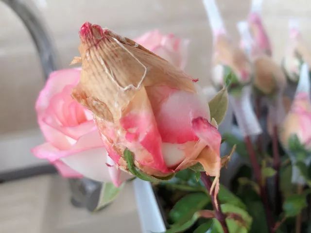 叫醒玫瑰花的办法