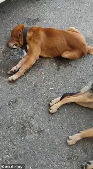 那些因疫情死亡的狗狗,全球被毒死的狗狗