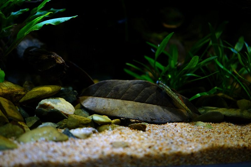 南美水族论坛推荐,南美水草造景论坛