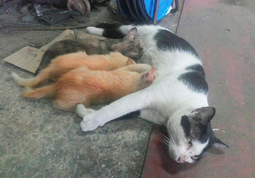 猫咪界的父亲带娃系列！为了让娃不哭，猫爸爸竟让小猫吸自己的奶