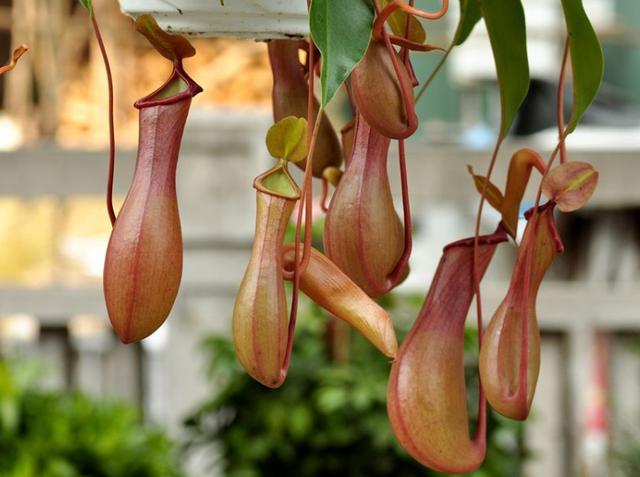 哪些花比较好养又不容易生虫,什么花不爱生虫生病好养