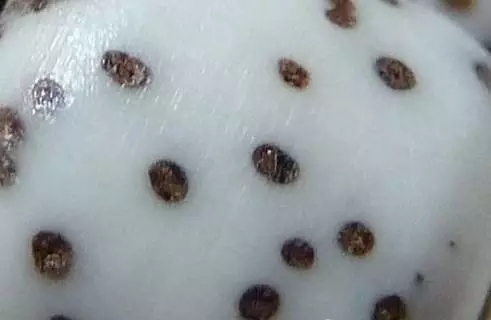 星月菩提的7大基本知识,星月菩提避坑指南